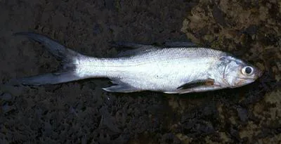 Giant African threadfin (Polydactylus quadrifilis)