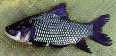 Giant barb (Catlocarpio siamensis)