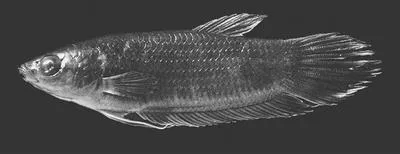 Giant betta (Betta anabatoides)