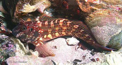 Giant blenny (Scartichthys gigas)
