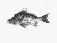 Giant boarfish (Paristiopterus labiosus)