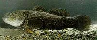 Giant bully (Gobiomorphus gobioides)