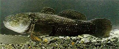 Giant bully (Gobiomorphus gobioides)