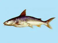 Giant catfish (Netuma thalassina)