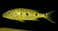 Giant cichlid (Boulengerochromis microlepis)