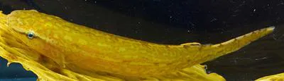 Giant clingfish (Haplocylix littoreus)
