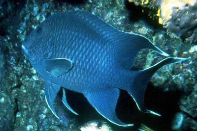 Giant damselfish (Microspathodon dorsalis)