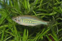 Giant danio (Devario aequipinnatus)