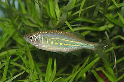 Giant danio (Devario aequipinnatus)