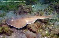 Giant electric ray (Narcine entemedor)