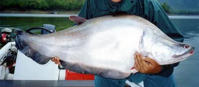 Giant featherback (Chitala lopis)