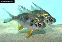 Giant glassfish (Parambassis gulliveri)