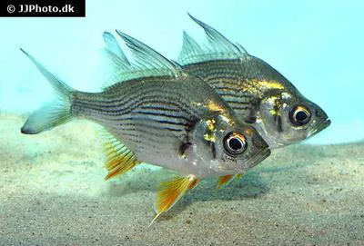 Giant glassfish (Parambassis gulliveri)