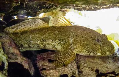 Giant goby (Gobius cobitis)