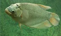 Giant gourami (Osphronemus goramy)