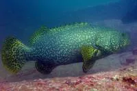 Giant grouper (Epinephelus lanceolatus)