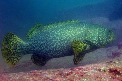 Giant grouper (Epinephelus lanceolatus)