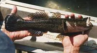 Giant gudgeon (Oxyeleotris selheimi)