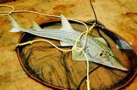 Giant guitarfish (Rhynchobatus djiddensis)