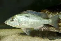 Giant Haplochromis (Hemitilapia oxyrhyncha)