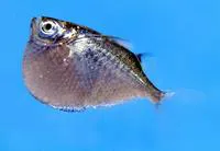 Giant hatchetfish (Thoracocharax securis)