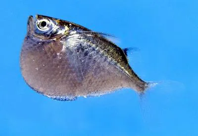 Giant hatchetfish (Thoracocharax securis)