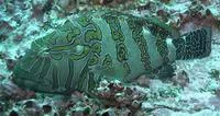 Giant hawkfish (Cirrhitus rivulatus)