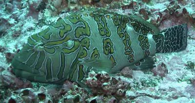 Giant hawkfish (Cirrhitus rivulatus)