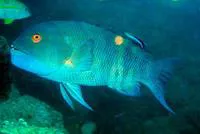 Giant hogfish (Bodianus macrognathos)