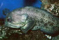 Giant jawfish (Opistognathus rhomaleus)