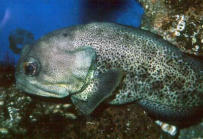 Giant jawfish (Opistognathus rhomaleus)