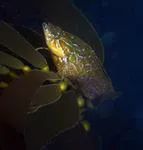 Giant kelpfish (Heterostichus rostratus)