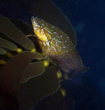 Giant kelpfish (Heterostichus rostratus)