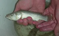 Giant killifish (Fundulus grandissimus)