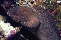 Giant moray (Gymnothorax javanicus)