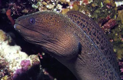 Giant moray (Gymnothorax javanicus)