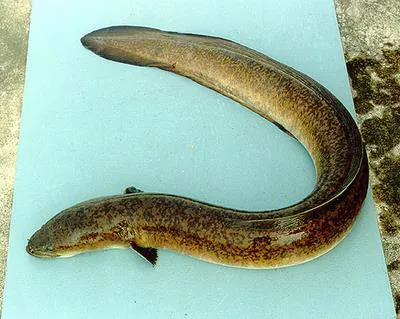 Giant mottled eel (Anguilla marmorata)