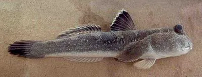 Giant mudskipper (Periophthalmodon schlosseri)