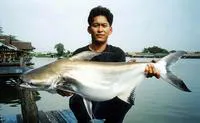 Giant pangasius (Pangasius sanitwongsei)