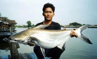 Giant pangasius (Pangasius sanitwongsei)