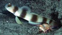 Giant prawn-goby (Amblyeleotris fontanesii)