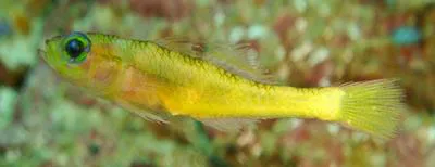 Giant pygmy goby (Trimma gigantum)