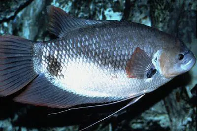 Giant red tail gourami (Osphronemus laticlavius)