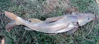 Giant river-catfish (Sperata seenghala)