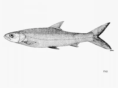 Giant salmon carp (Aaptosyax grypus)