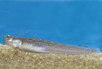 Giant sand stargazer (Dactylagnus mundus)