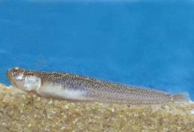Giant sand stargazer (Dactylagnus mundus)