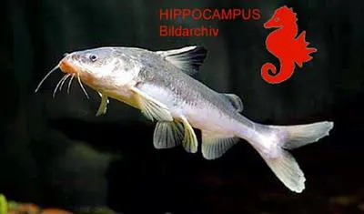 Giant sea catfish (Arius gigas)