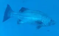 Giant seabass (Stereolepis gigas)
