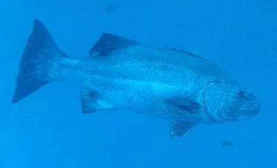 Giant seabass (Stereolepis gigas)
